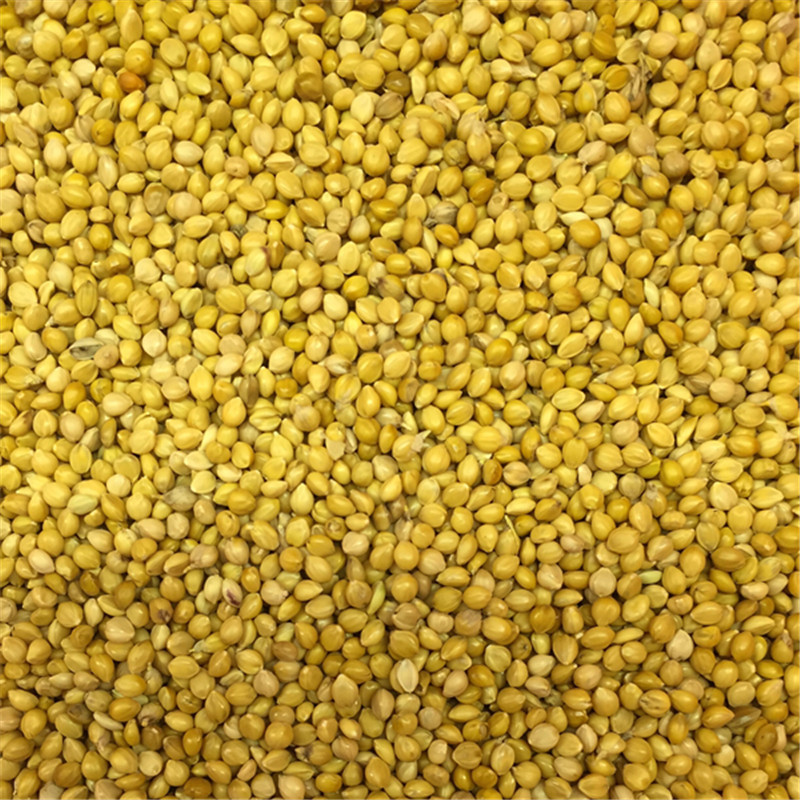 新鹦鹉粮 黄谷子鸟粮鸟食有壳谷子文鸟虎皮玄凤牡丹