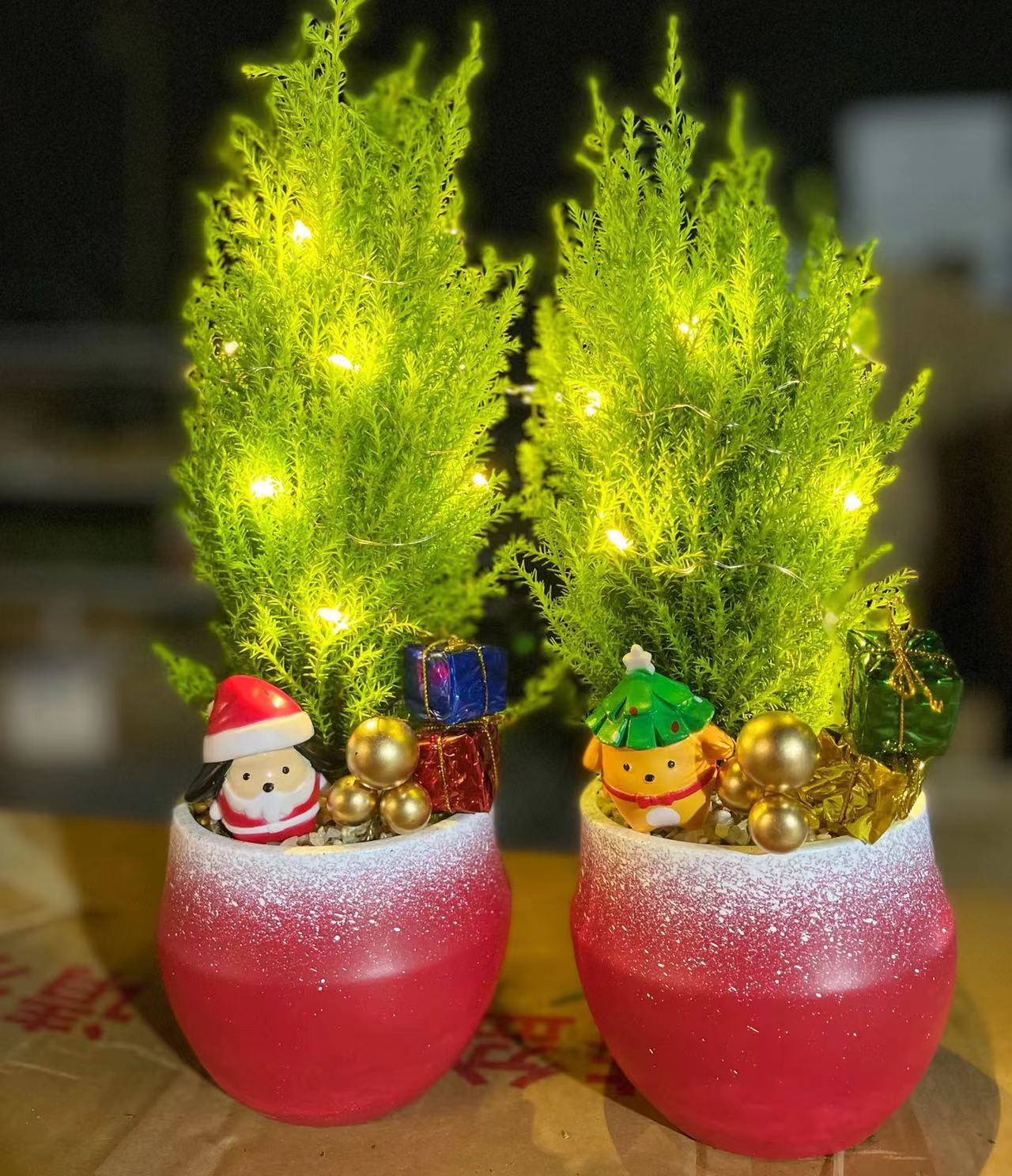 【基地直批】圣诞树系列盆栽植物香松室内办公室桌面好养易活绿植