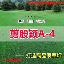 剪股颖a4本特草坪草籽庭院别墅四季常青矮生草皮种子少修剪耐踩踏