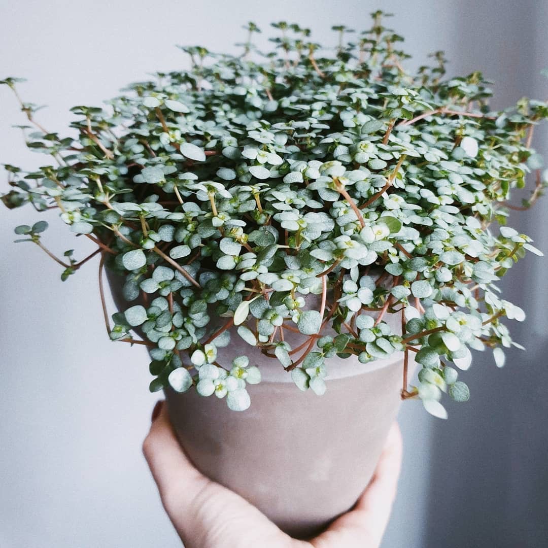 灰绿冷水花bb草盆栽室内