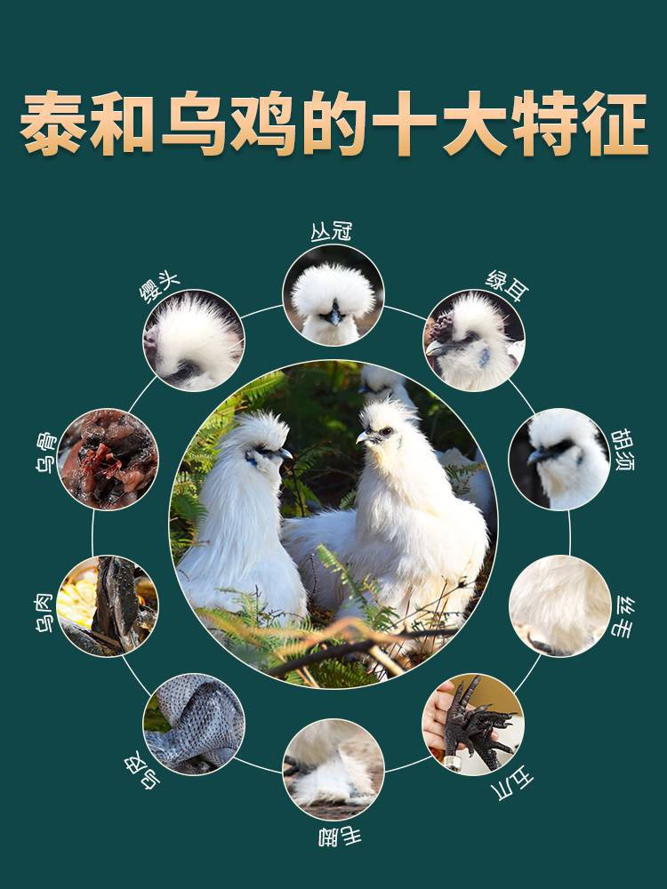 泰和乌鸡白毛新鲜现杀林下散养400天乌骨鸡土鸡月子鸡老母鸡