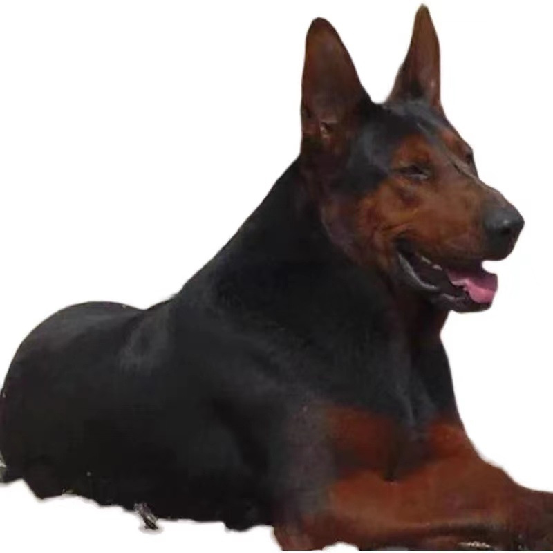 出售精品莱州红犬活体幼犬苏联红纯种双血统小狗幼崽看家护院犬狗