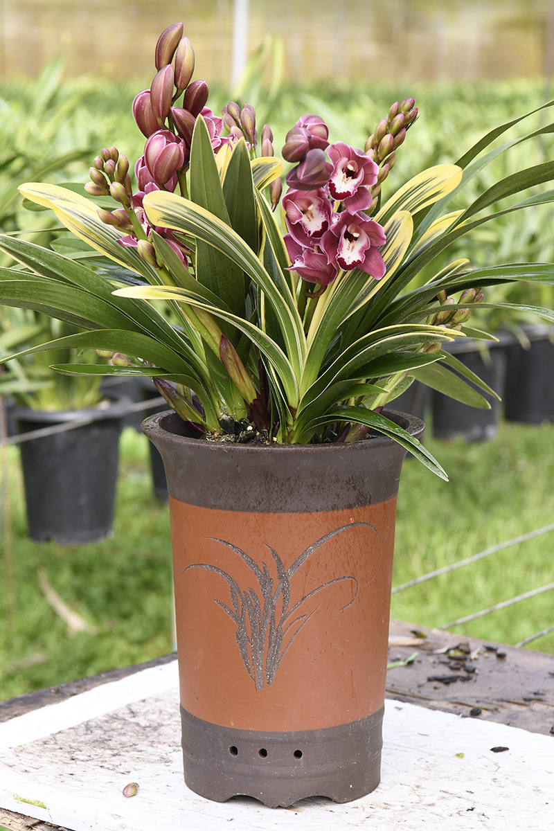 兰神兰花金边中国龙宽叶大花惠兰杂交兰花绿萝盆栽原盆原土带花苞