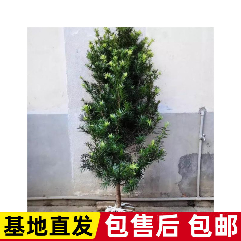 树苗大树雀舌盆景大型庭院楼顶树观叶四季常青趣味造型大树