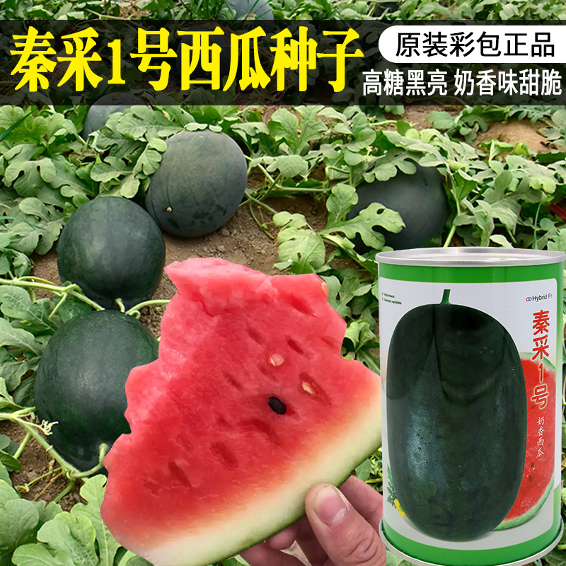 千普秦采1号西瓜种子大红瓤甜脆奶香味西瓜种籽长椭圆西瓜籽批发
