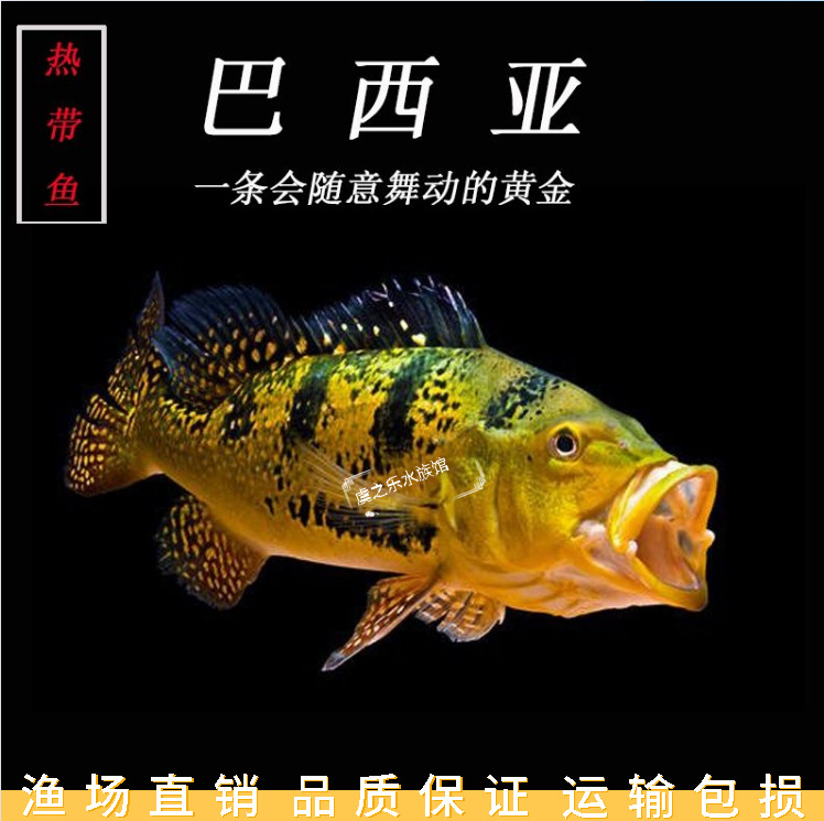 巴西亚热带观赏鱼活体黄金巴西亚皇冠帝王三间金老虎龙鱼配鱼