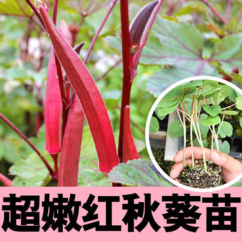 超级嫩奶油红秋葵秧苗山东寿光高产春秋阳台水果秋葵种籽带土发货