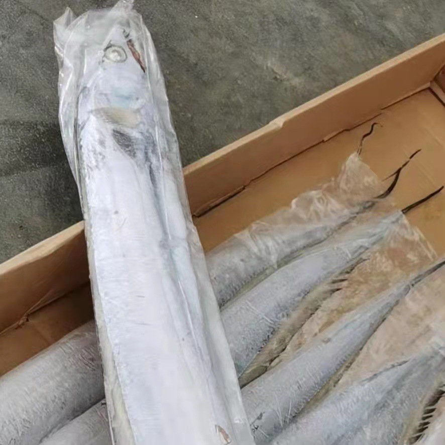 新鲜速冻刀鱼带鱼 食堂整条商用带鱼活冻海鲜水产品批发