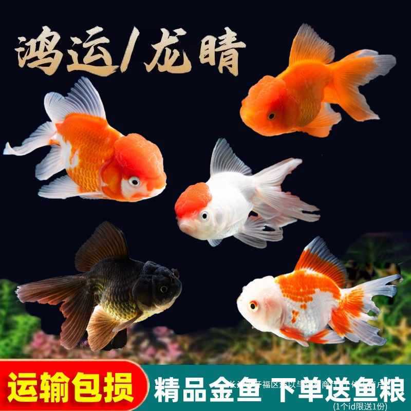 金鱼活鱼观赏鱼淡水冷水鱼小型好养耐活锦鲤鱼苗小草金鱼活体