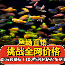 5条哥伦比亚红鳍灯红尾梦幻灯鱼群游观赏鱼热带鱼活体