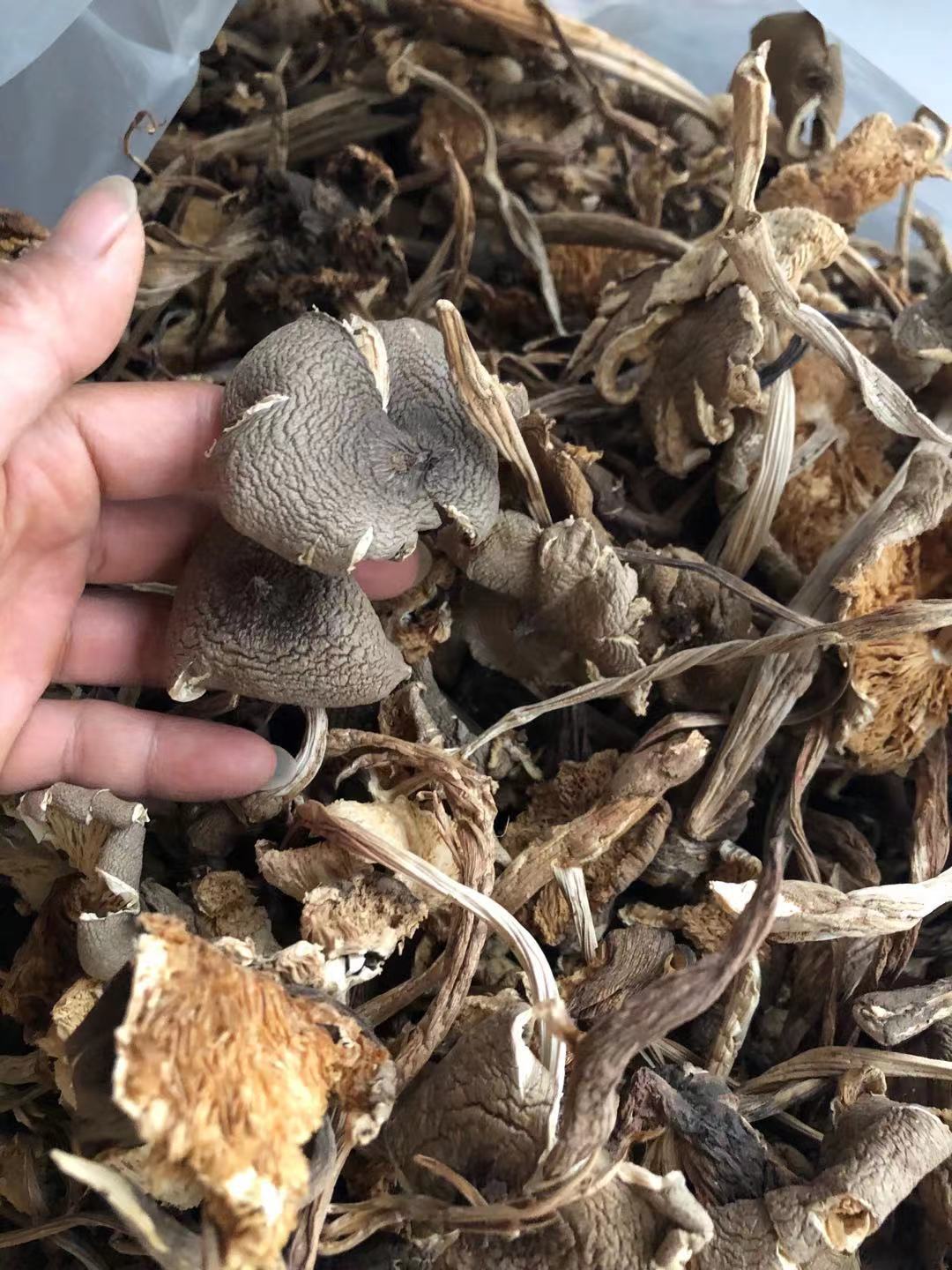 鸡枞菌干品 鸡枞菌 云南火把鸡枞 产地直销 食用菌批发