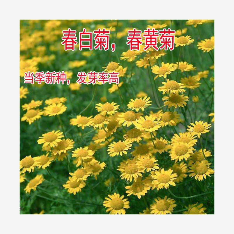 菊花种子杭白菊洋甘菊花籽春白菊种子西洋菊春黄菊种子四季播种
