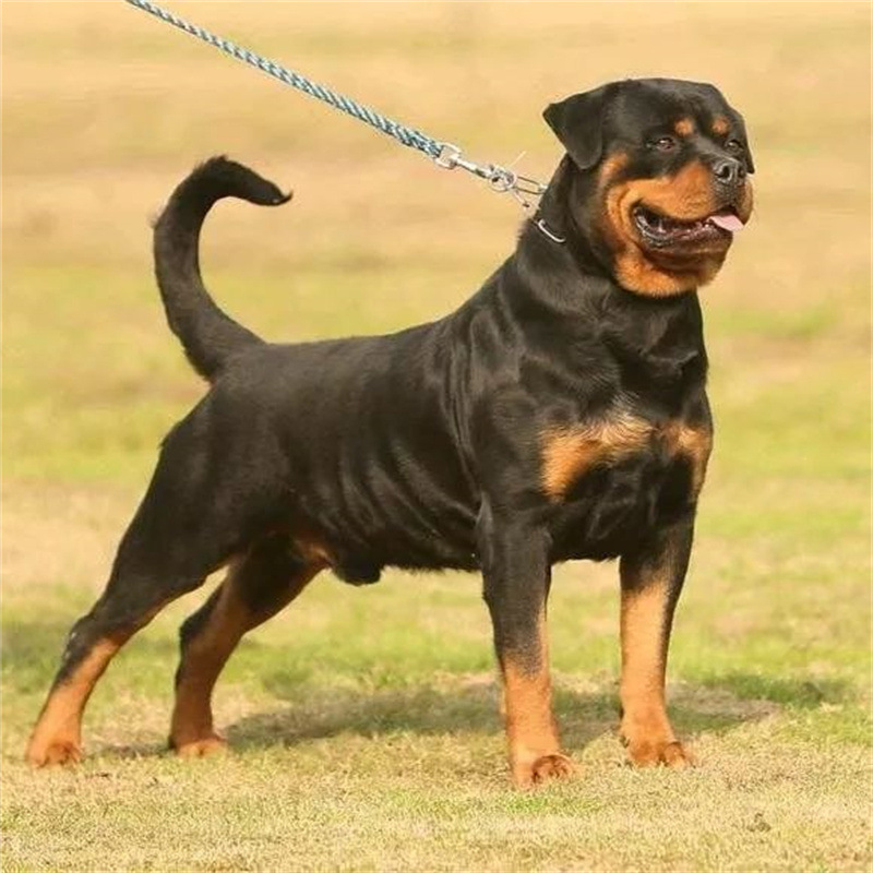 纯种德系罗威纳幼犬活体大型罗威纳防暴犬幼崽看家护院陪伴护卫犬