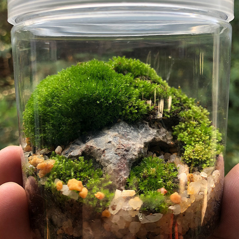 微景观生态瓶苔藓微观迷你植物盆栽带好活办公室短绒苔藓绿植盆景