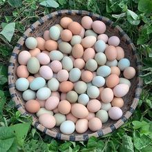 【顺丰包邮】九华山散养土鸡蛋绿壳鸡蛋原生态混合装新鲜整箱