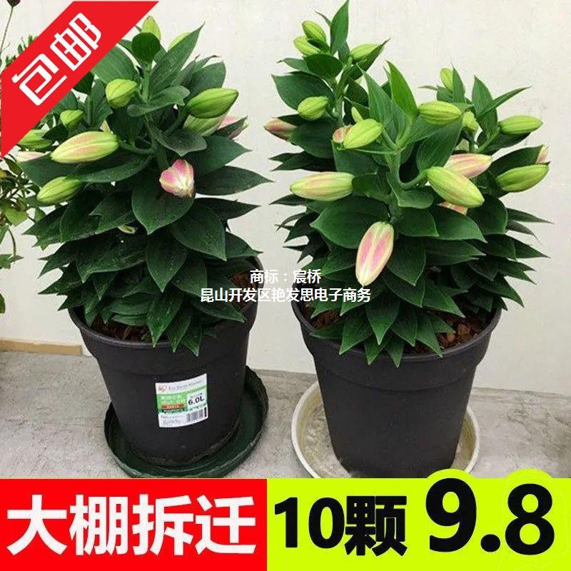 包邮香水百合种球带芽耐寒四季开花盆栽室内阳台花卉绿植种子百合