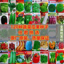 蔬菜种子四季播盆栽阳台庭院香菜辣椒番茄黄瓜豆角西瓜籽孑大全