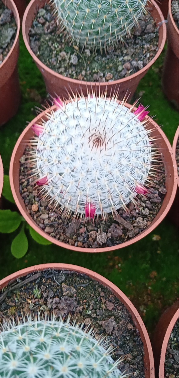 盆栽仙人球掌形绿植实生仙人球希望丸多肉植物仙人掌基地批发