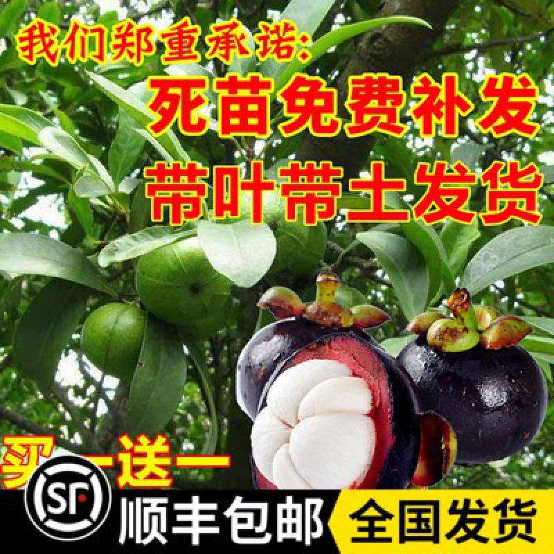 山竹苗树苗果树果苗盆栽带果发货特大嫁接当年结果南方种植四季
