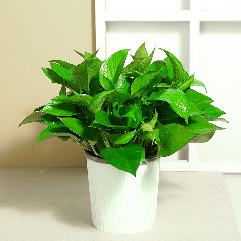 绿罗兰盆栽 净化空气适合在家养的绿植绿楼绿萝绿色植物吸甲醛