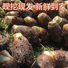 山东单县天祥罗汉参海门细皮香芋香芋参【特大果5-6公分)500克