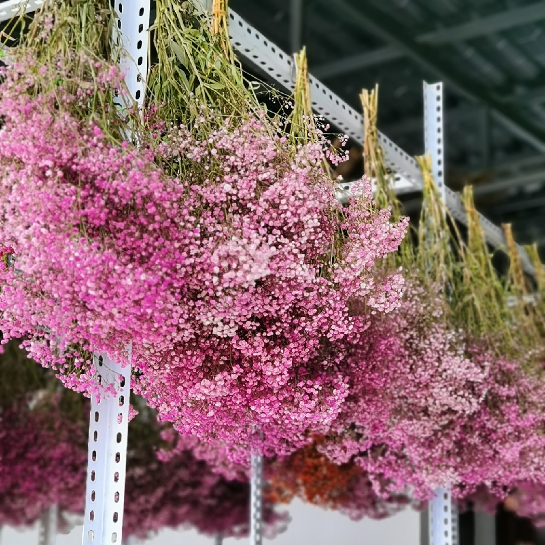 满天星称斤云南斗南伊洛斯基地直销客厅装饰场景布置干花花束