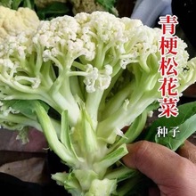 花菜种子青梗松花菜种子高产耐热抗寒春夏秋三季蔬菜种孑