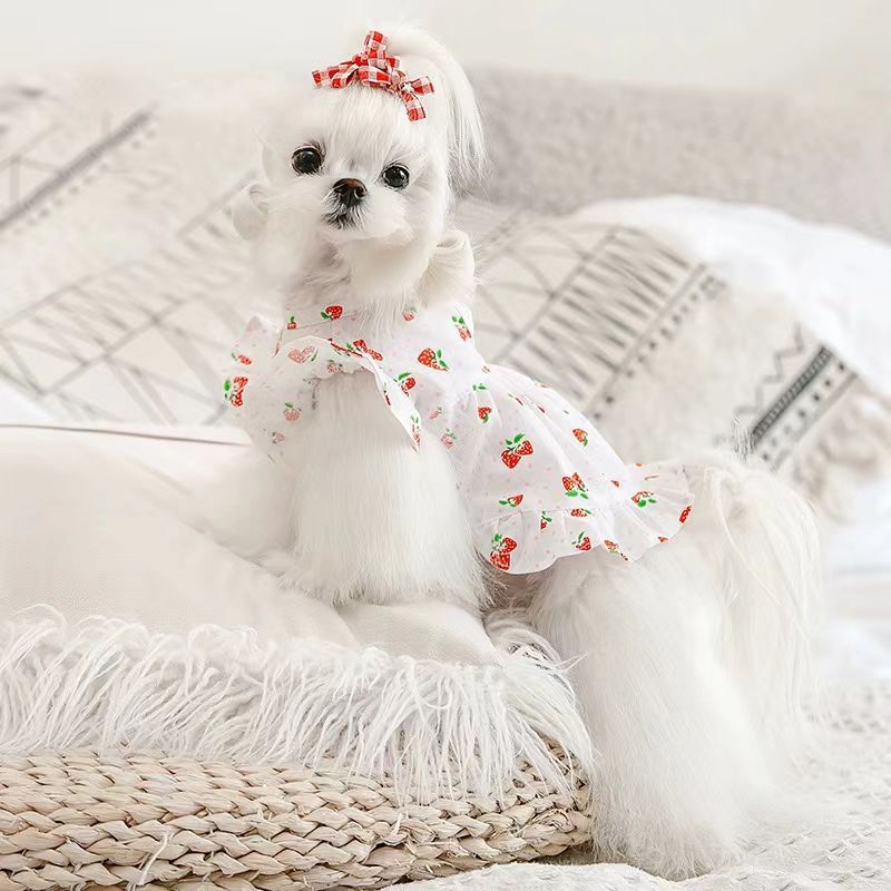 小狗狗衣服草莓裙春夏装泰迪衣服约克夏连衣裙马尔济斯犬比熊裙子