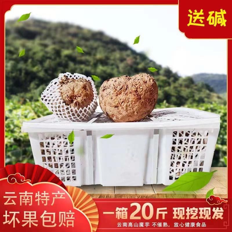 云南新鲜魔芋批发魔芋豆腐原料农家自种大包装好现挖