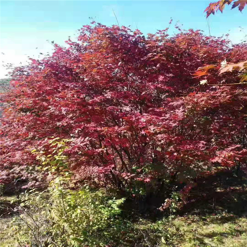 低价出售丛生美国红点红枫 造型丛生红枫 丛生美国红枫种植基地