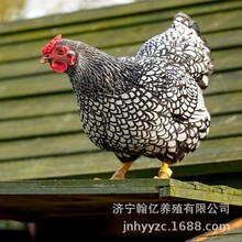 正宗婆罗门鸡纯种大梵天鸡宠物幼崽活鸡巨型活体进口种鸡包活到家