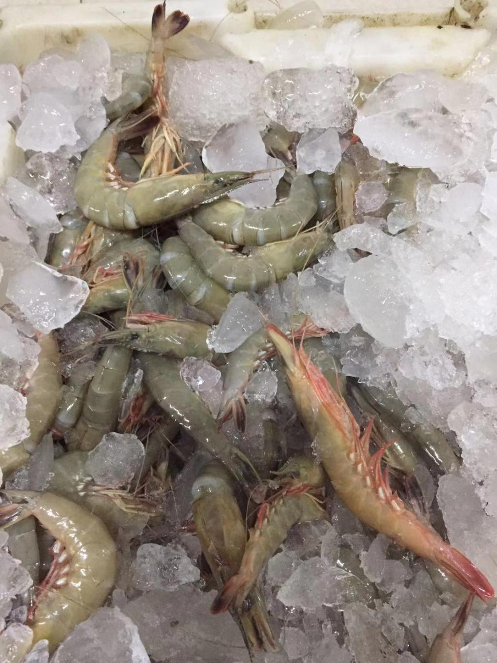 舟山特产野生青壳滑皮虾鲜活活皮虾青壳生鲜船冻新鲜上岸条虾
