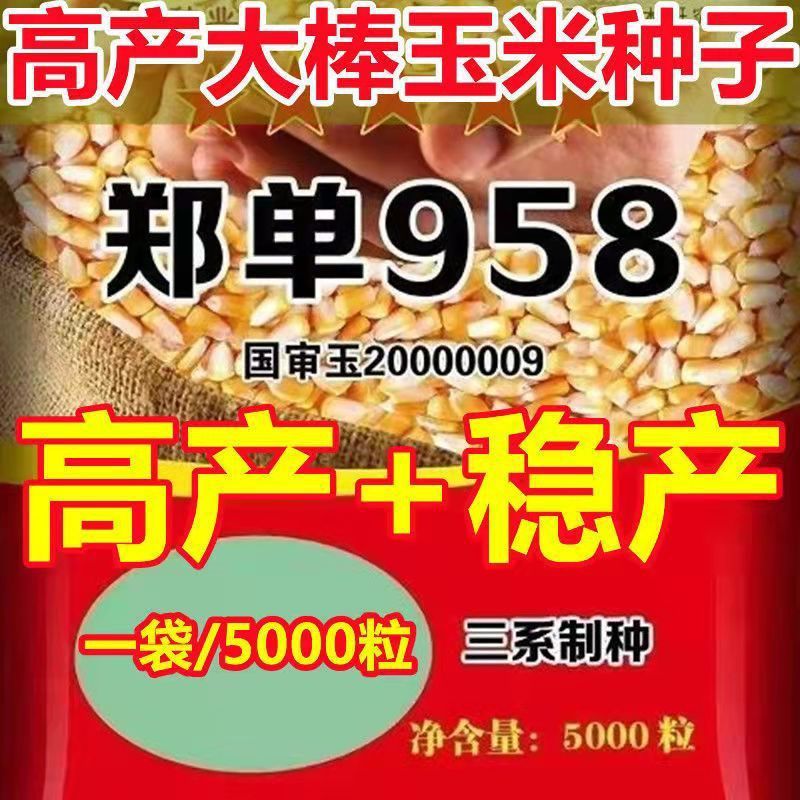 国审玉米种子品种