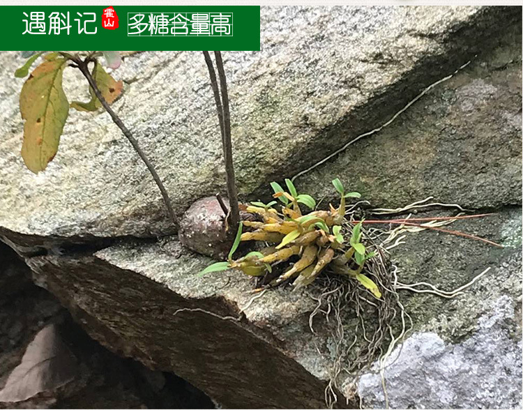 遇斛记 五年霍山米斛鲜条仿野生新鲜霍山石斛超铁皮枫斗量大从优