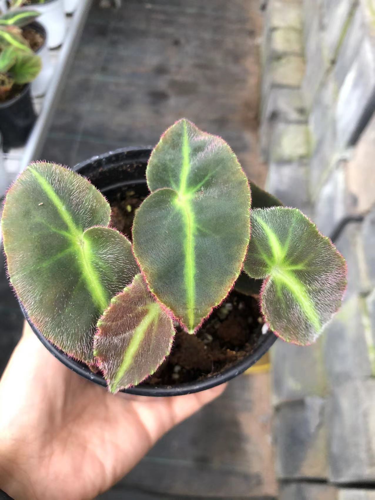 猫眼秋海棠 室内盆栽绿植花卉批发