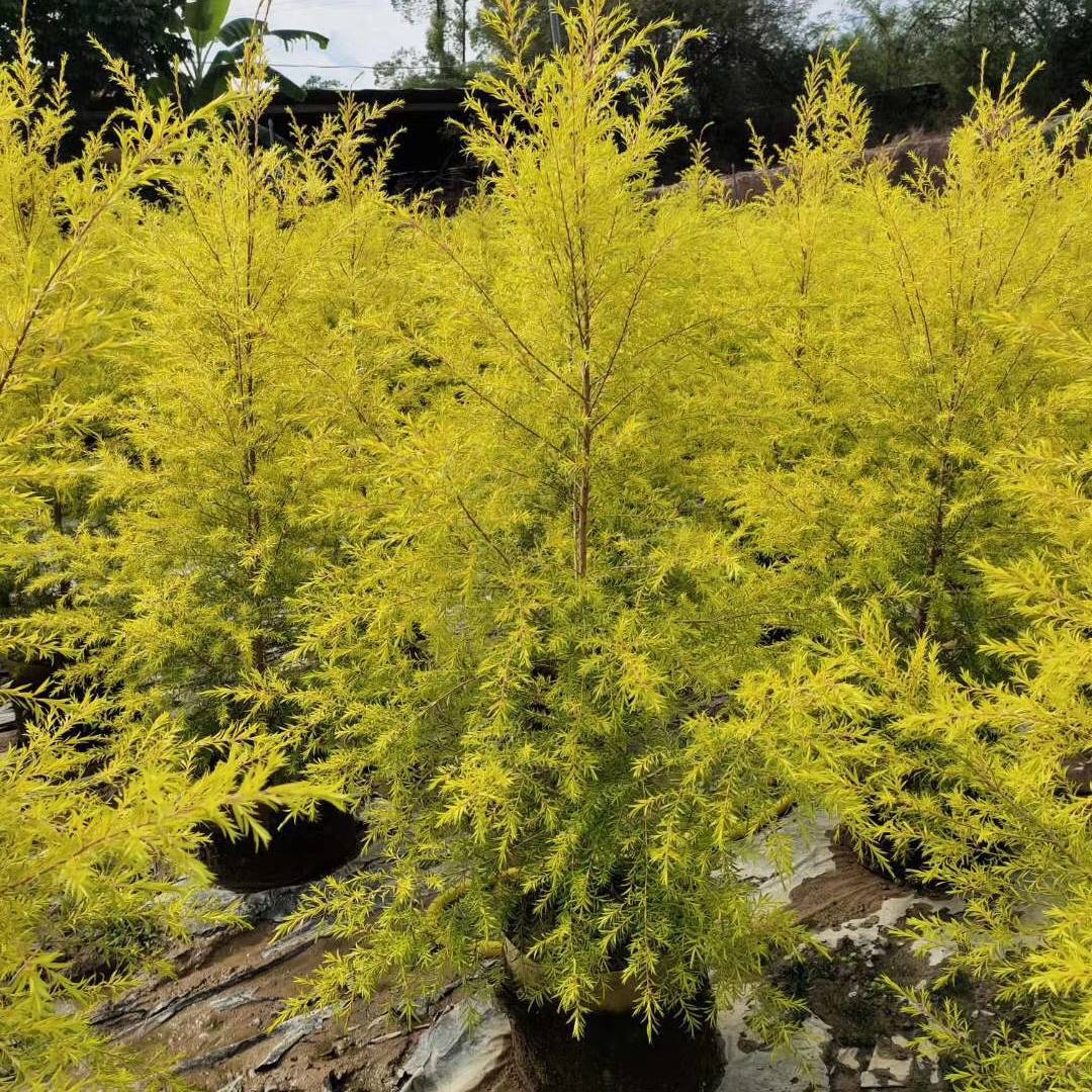 8米浙江千层金黄千层报价