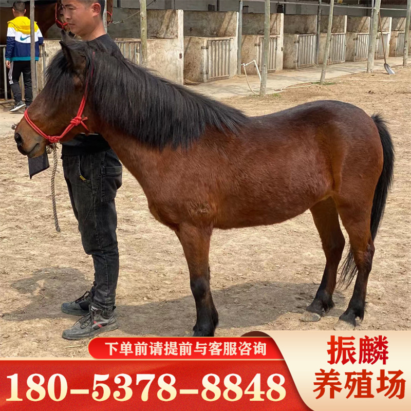 养殖马匹注意事项支持发货景区观赏迷你矮马出售宠物马格-阿里巴巴