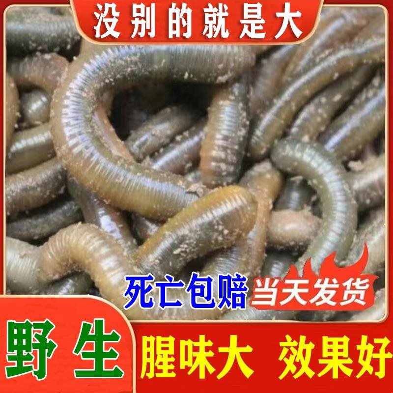 青蚯蚓鱼饵活饵鲜活黑蚯蚓钓鱼钓黄鳝蚯蚓活体垂钓湖北土蚯蚓地龙