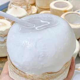 椰子蛋海南新鲜椰青去皮成品甘甜解渴肉嫩做成椰子冻源头货源免邮