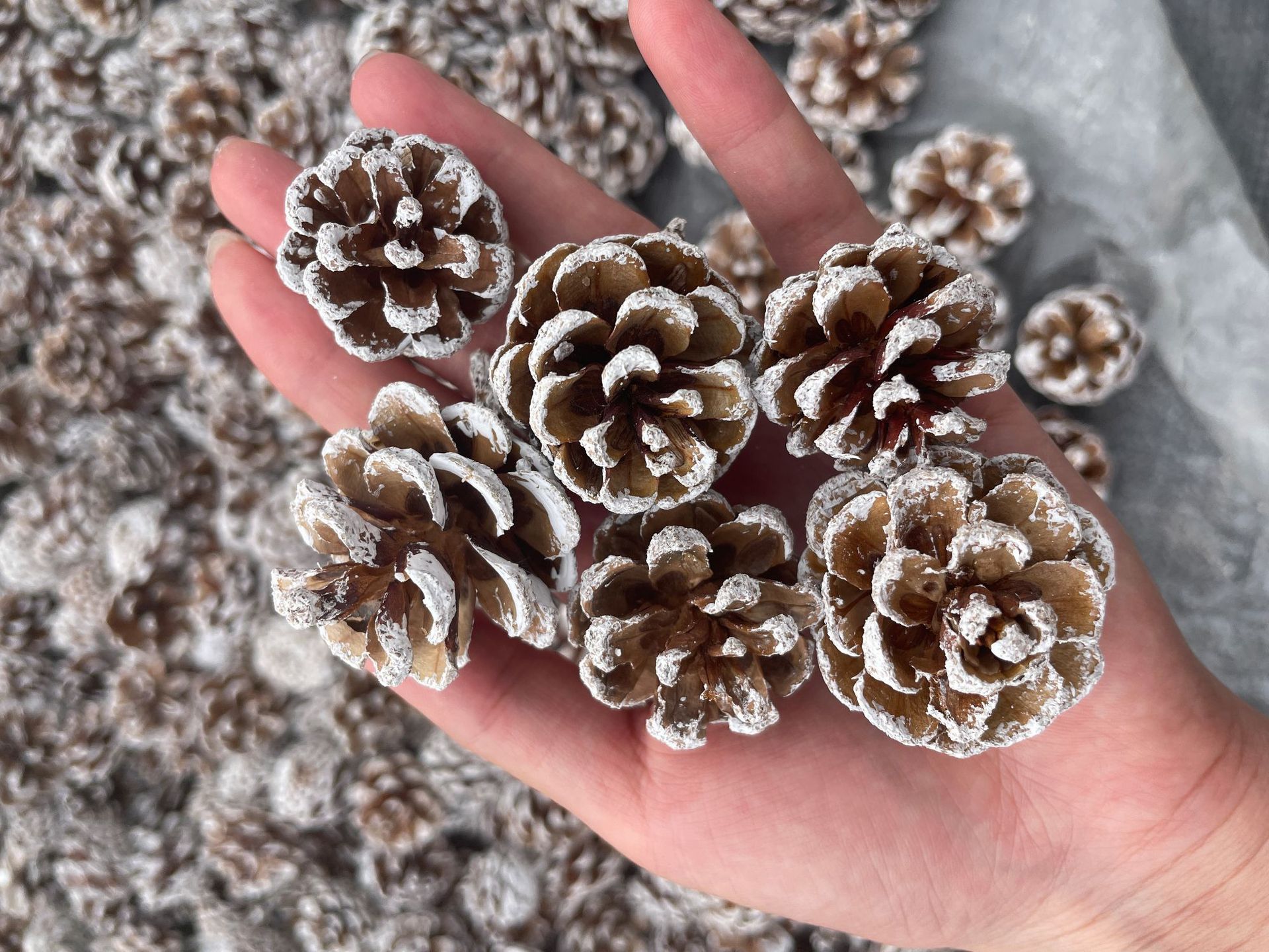 厂家批发北方本地松果油松果3-7cm 油松刷白果人工手选田园风装饰