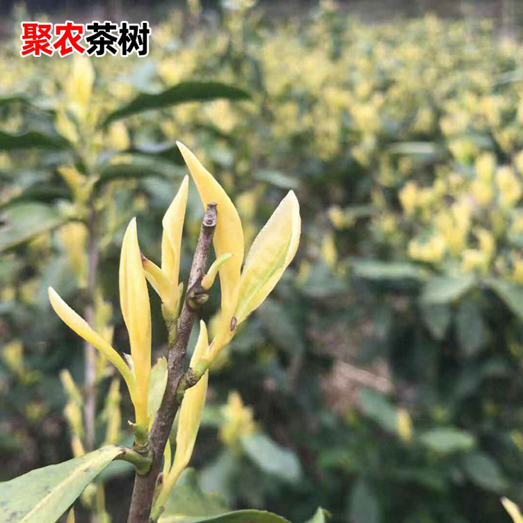 生产销售批发中黄2号茶叶苗 紫娟茶苗新品种茶苗 特色茶叶苗厂家