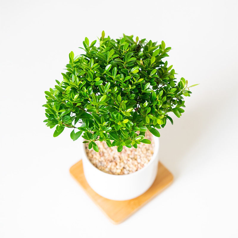 桌面盆栽小叶赤楠风小绿植办公室内四季好养活