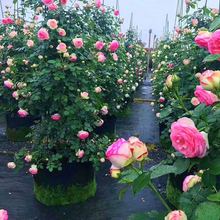 成品月季花柱龙沙宝石欧月玫瑰花苗柱形蔷薇造型花镜大盆栽植物