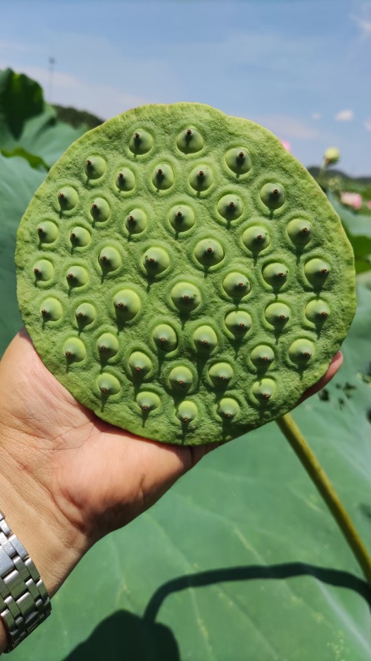 基地现挖大莲蓬水果莲藕苗杂交太空莲新品提供种植技术指导
