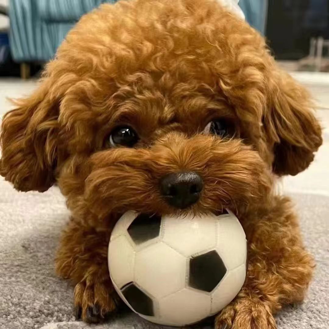 犬舍直销纯种泰迪幼犬活体长不大的泰迪茶杯贵宾犬活物家庭伴侣犬