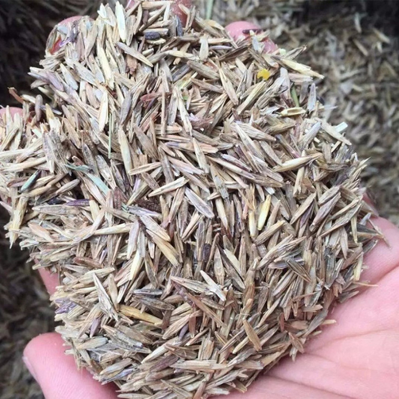 供应生四季青畜禽牧草籽 无芒雀麦种子 猪牛羊鸡鹅兔饲料种子