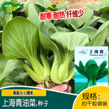 中研上海青油菜种子 农田菜园盆栽阳台种植易生长纤维少油菜种籽