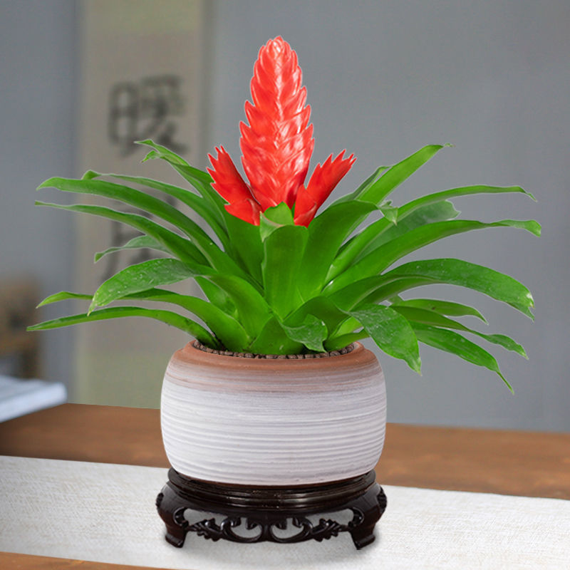 客厅绿植鸿运当头玉扇手花卉盆栽万年红室内好养办公室开花速卖通