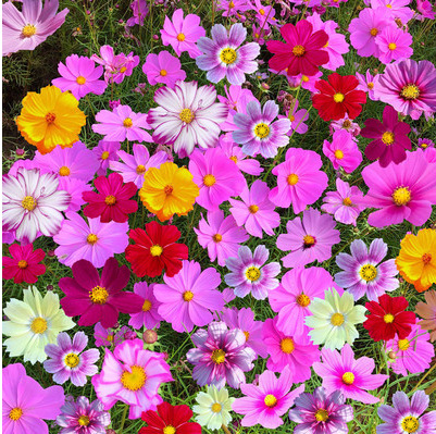 波斯菊种子四季