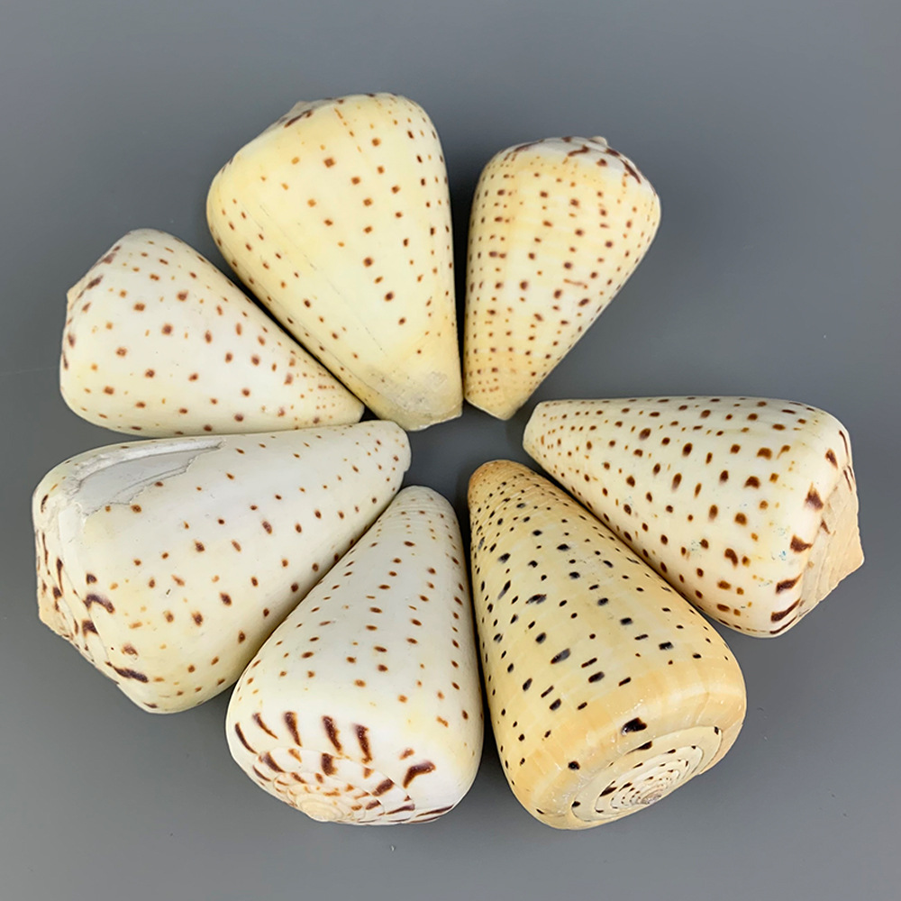 福海人家/ 黄玉米螺 海洋生物标本 家居工艺装饰品海螺贝壳